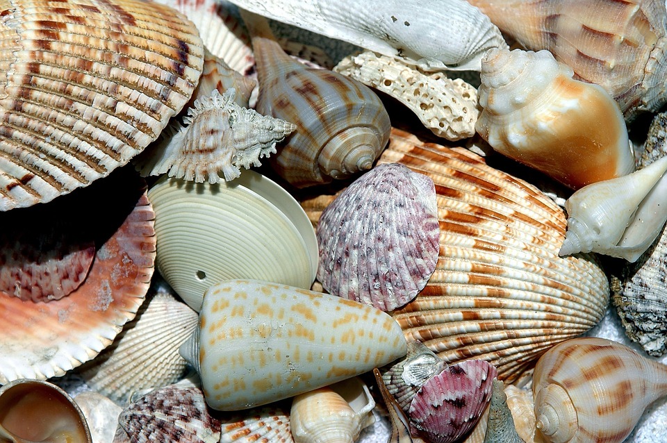 Common And Rare Types Of Shells Found On The Beach
