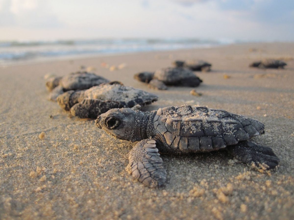 baby sea turtles crawling towards the water