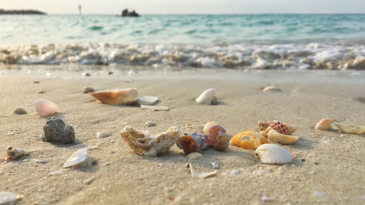 seashells on Siesta Key Beach